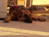Geena