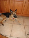Jazzie
