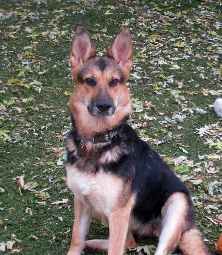 Shay
