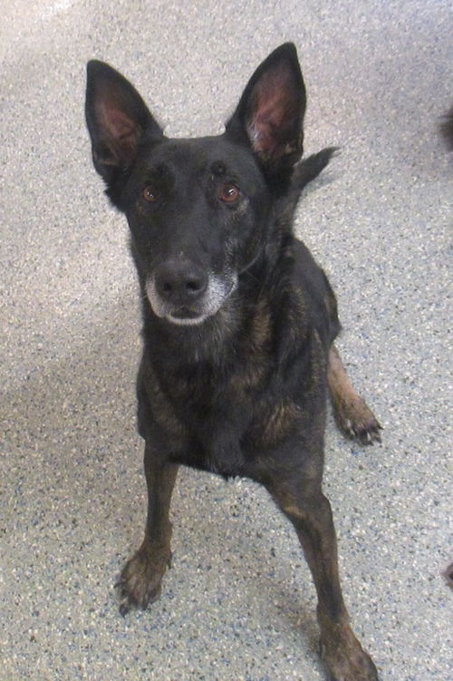 Zenka