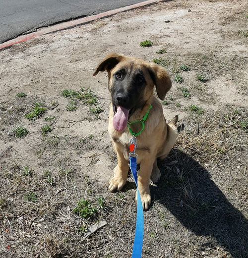 Thurston Howell
