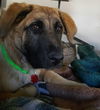 Thurston Howell