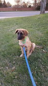 Thurston Howell