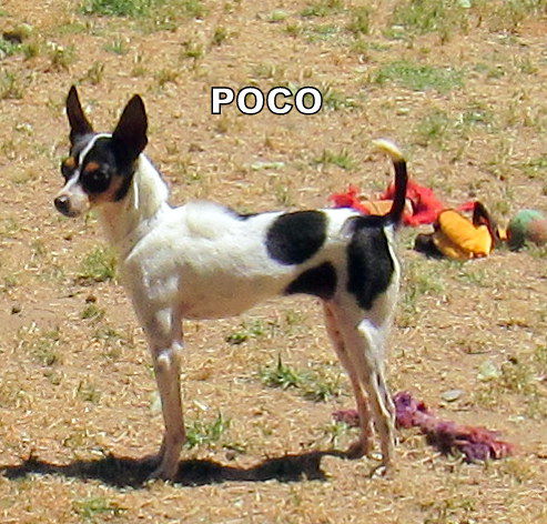 Poco