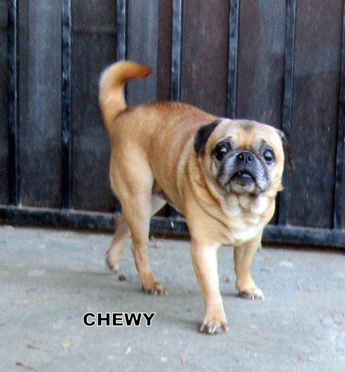 Chewy (Ritzy)