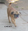 Chewy (Ritzy)