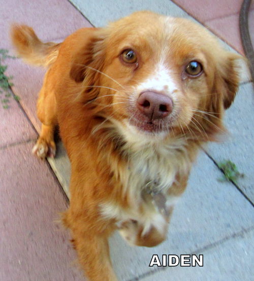 Aiden