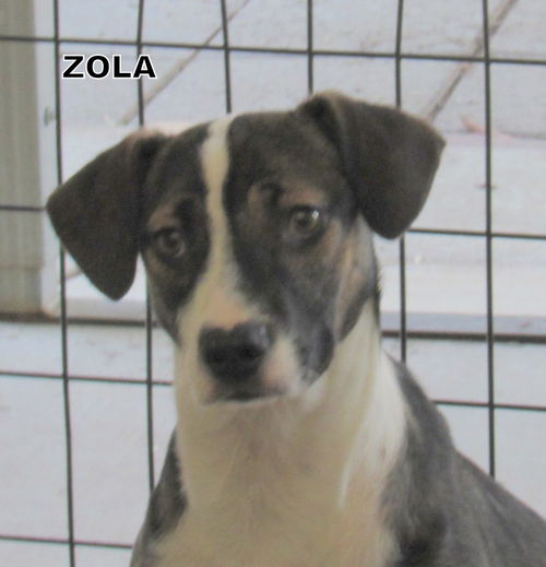 Zola