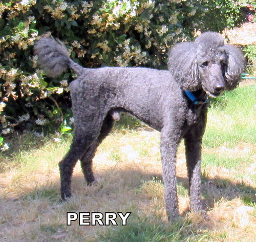 Perry (Ritzy-GrandPaws)