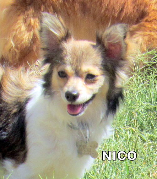 Nico