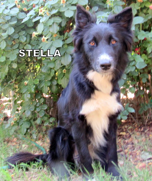 Stella