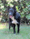 Stella