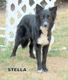 Stella