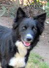 Stella