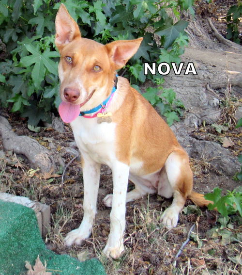 Nova