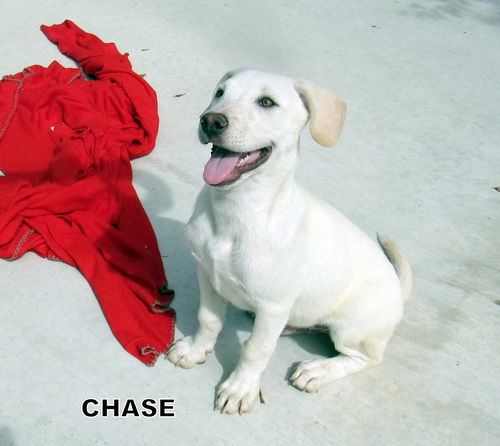 Chase