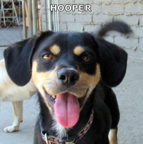 Hooper