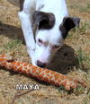 Maya