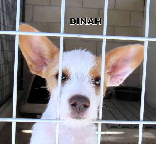 Dinah (Puppy)