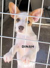 Dinah (Puppy)