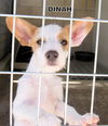 Dinah (Puppy)