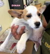 Dinah (Puppy)