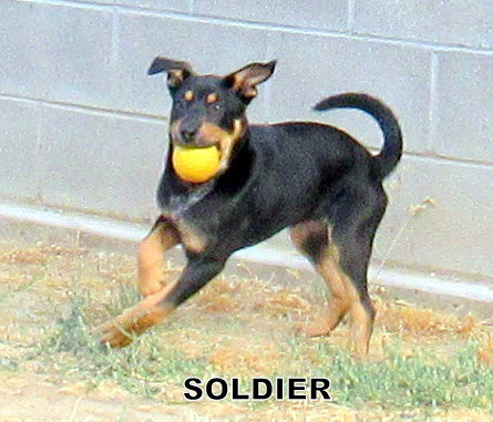 Soldier (Puppy)