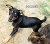 Soldier (Puppy)