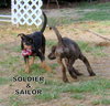 Soldier (Puppy)