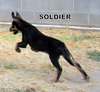 Soldier (Puppy)