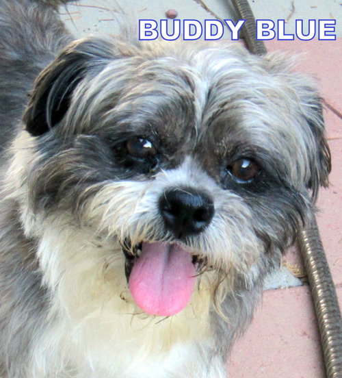 Buddy Blue (Ritzy)