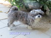 Buddy Blue (Ritzy)