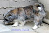 Buddy Blue (Ritzy)