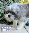 Buddy Blue (Ritzy)