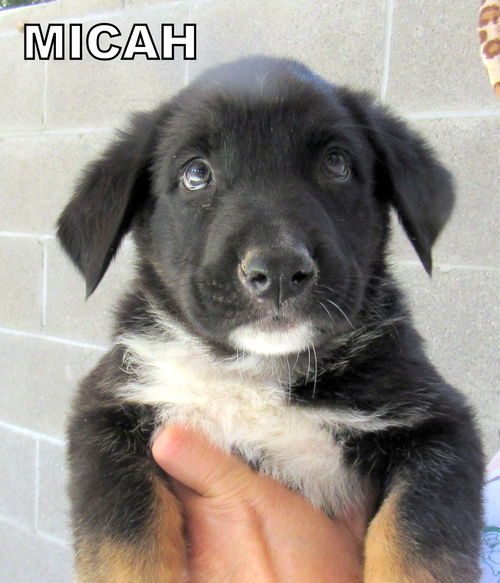 Micah (Puppy)