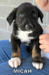 Micah (Puppy)
