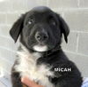 Micah (Puppy)