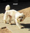 Chazz (Ritzy)