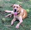 Mason