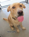 Mason