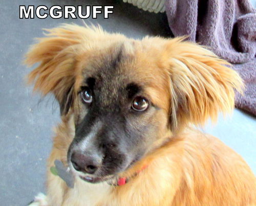 McGruff (Puppy)