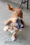 McGruff (Puppy)