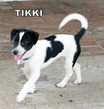 Tikki