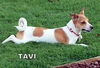 Tavi