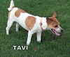 Tavi