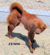 Zenni