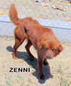 Zenni