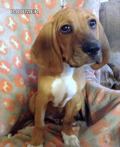 Boomer  (Puppy)