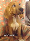Boomer  (Puppy)