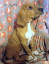Boomer  (Puppy)